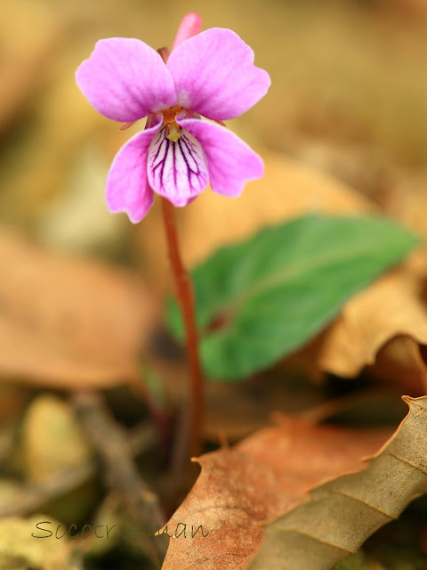 Viola violacea