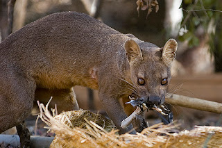 fossa