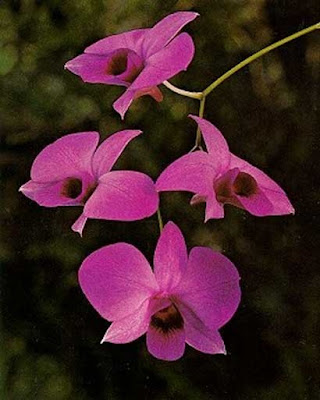 Bunga Dendrobium
