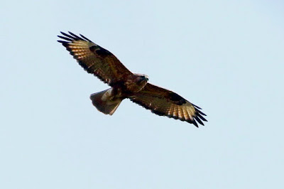 "Common Buzzard - Buteo buteo, winter visitor soaring above the Duck Pond enroute to Achalgarh."