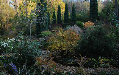 Berberis thunbergii 'Aurea'