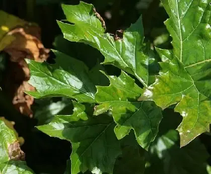 Flora of Algeria