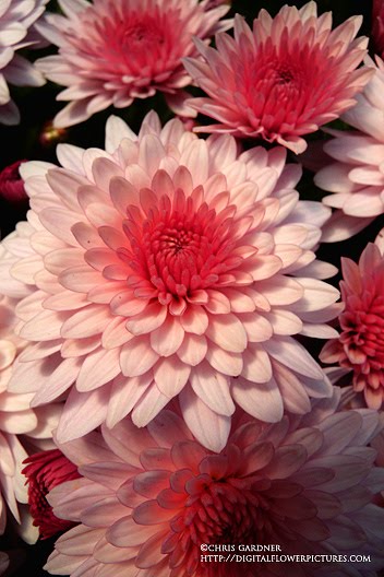 types of flowers chrysanthemum soft pink chrysanthemum chrysanthemum morifolium kris an the mum mor  | 352 x 528