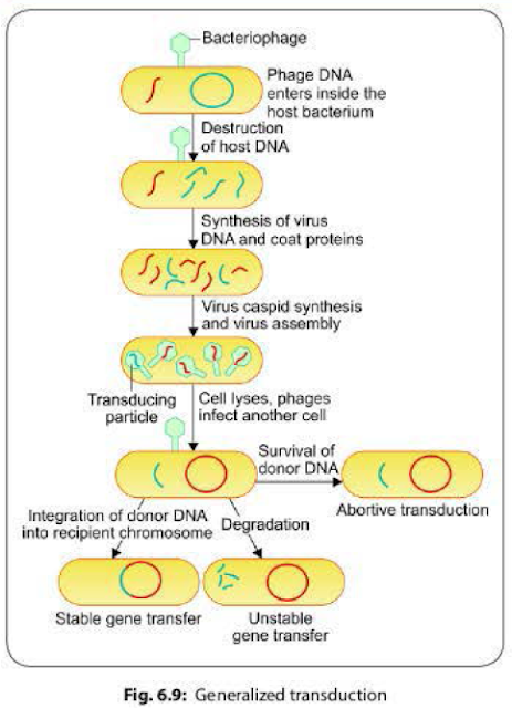 Generalized transduction in bacteria