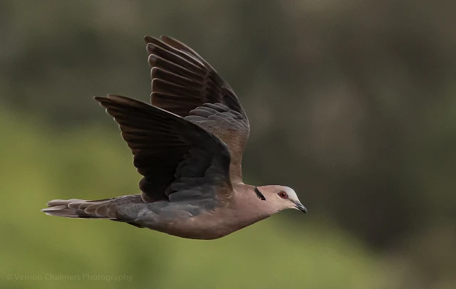 Red-Eyed Dove in flight Table Bay Nature Reserve Woodbridge Island, Milnerton