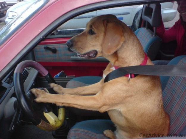 funny dogs, funny dog pictures, dog driving car, dog pictures, awesome ...