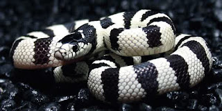 Jual King Snake California,  Harga King Snake California,  Toko King Snake California,  Diskon King Snake California,  Beli King Snake California,  Review King Snake California,  Promo King Snake California,  Spesifikasi King Snake California,  King Snake California Murah,  King Snake California Asli,  King Snake California Original,  King Snake California Jakarta,  Jenis King Snake California,  Budidaya King Snake California,  Peternak King Snake California,  Cara Merawat King Snake California,  Tips Merawat King Snake California,  Bagaimana cara merawat King Snake California,  Bagaimana mengobati King Snake California,  Ciri-Ciri Hamil King Snake California,  Kandang King Snake California,  Ternak King Snake California,  Makanan King Snake California,  King Snake California Termahal,  Adopsi King Snake California,  Jual Cepat King Snake California, 