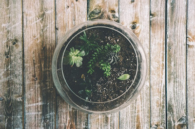 Terrario para plantas