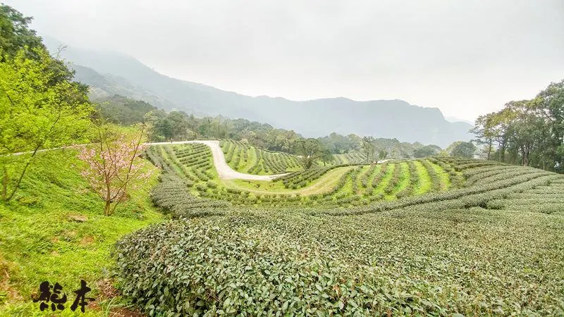 熊空茶園櫻花季|三峽熊空古窯｜三峽同心茶園｜三峽熊空櫻花園