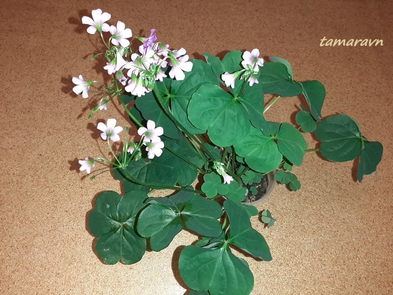 Кислица слабая / Кислица щитковидная (Oxalis debilis, =Oxalis corymbosa)