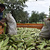   La Universidad Provincial de Laguna Blanca concretó la primera entrega de productos agropecuarios saludables al Plan Nutrir 