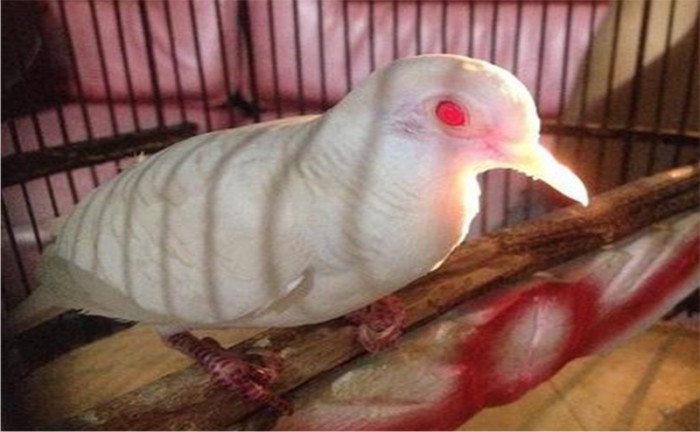 Mitos Burung Perkutut  Dalam Tradisi Jawa Kuno Berita Aneh Unik dan Menarik