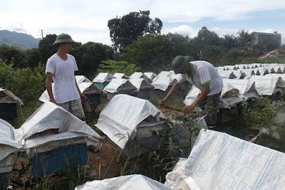 SORPRENDENTES IMÁGENES DE APICULTURA EN VIETNAM - AMAZING PICTURES BEEKEEPING IN VIETNAM