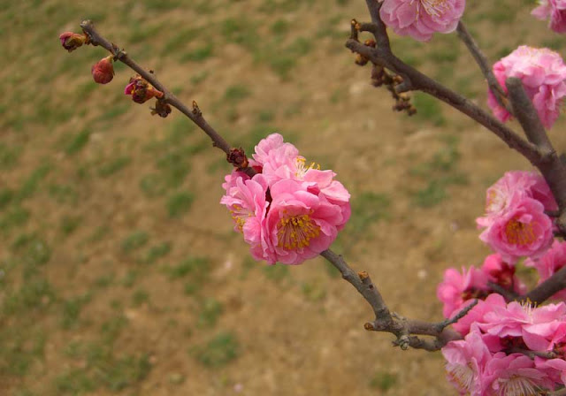 Plum Flowers