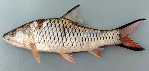 ialah sebutan untuk ikan Tombro di tempat Padang Harus tau Membuat Sendiri Umpan Jitu Mancing Ikan Gariang