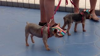 gorras con visera para perros