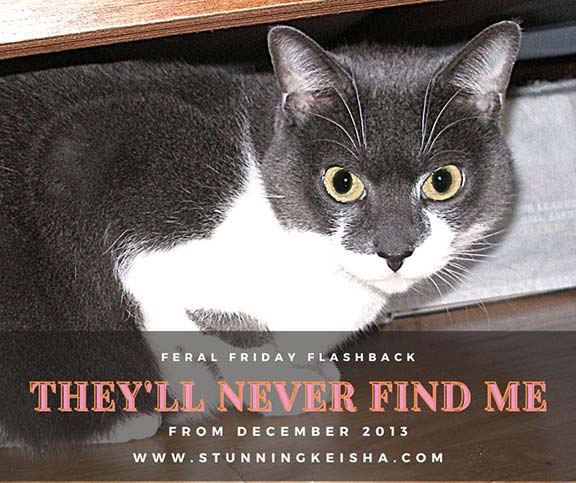 Feral Friday Flashback: They'll Never Find Me