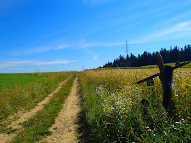 Orawa, Orawka, Babia Góra, grzyby sierpniowe, sierpniowe grzybobranie, borowik żółtopory, Boletus calopus, pieprznik jadalny, kurka, Cantharellus ciborius, borowik ceglastopory, Boletus erythropus
