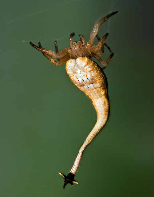 scorpion_tailed_spider.jpg