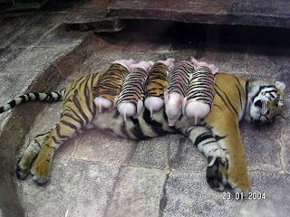 Small pigs sleeping on a tiger mom
