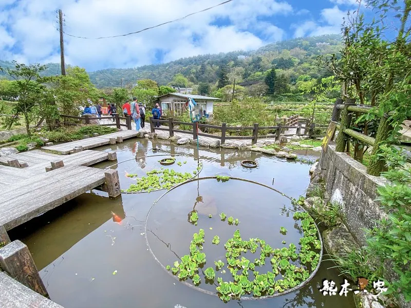 海芋大道｜海芋賞花步道