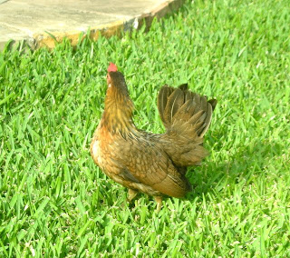 Honduran bantam hen