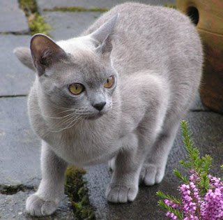 European Burmese Cat Pictures