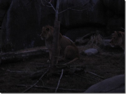 IMG_1032 African Lions at the Oregon Zoo in Portland, Oregon on December 8, 2009