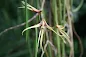 Dendrobium teretifolium care and culture