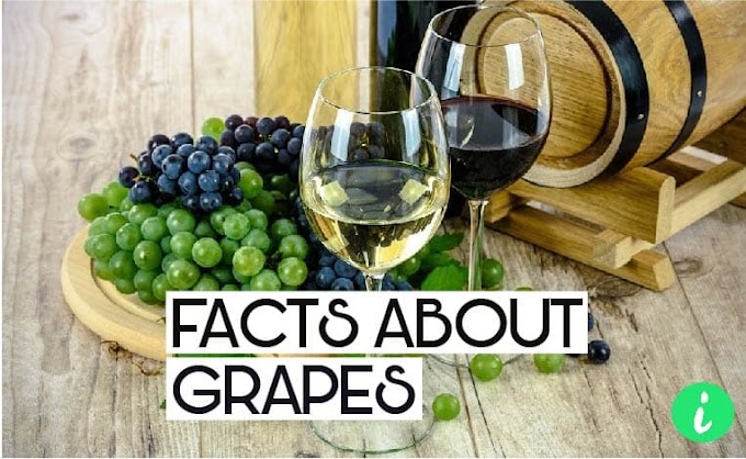 Grapes Facts: 10 Fun Facts About Grapes - InfoHifi