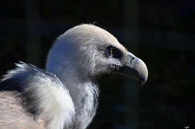 Vogel, bird, oiseau, Uccello, Pássaro, птица, pájaro, kuş, chim, vták, pták, madár, птушка, zog, ptica, птица, lintu, πουλί, птица, fågel, kuş, madár, zog