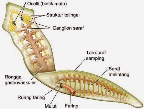 Filum Platyhelminthes - Info Pendidikan dan Biologi