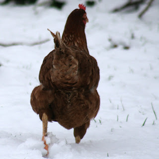 Chicken in snow