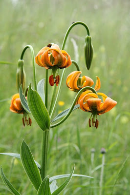 Лилия карниольская (Lilium carniolicum)