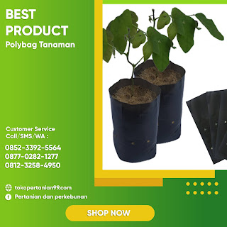 polybag adalah,polybag cabe polybag besar,polybag sampah,polybag surabaya,polybag jakarta