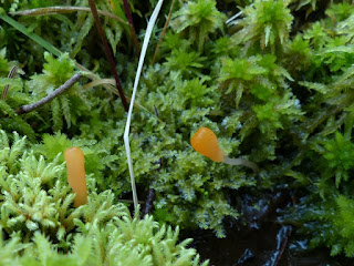 Mitrule élégante - Mitrula elegans