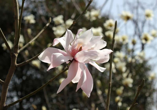 Magnolia Flower Pictures