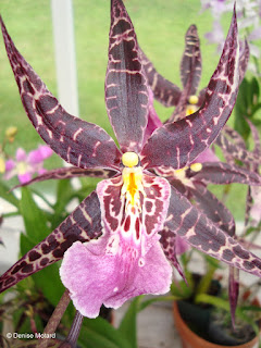 Pink-purple star orchid - Four Seasons Lodge, Lanai