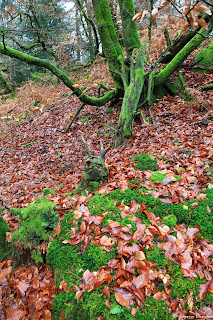 50 nuances de green, Forêt de Fontainebleau