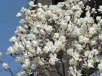 陽が射すと花が開き、日没夕方になると閉じる