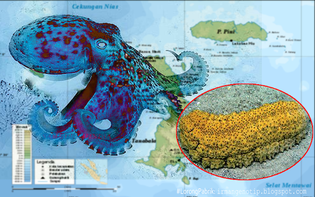 Kekayaan Laut Kepulauan Batu Nais Selatan