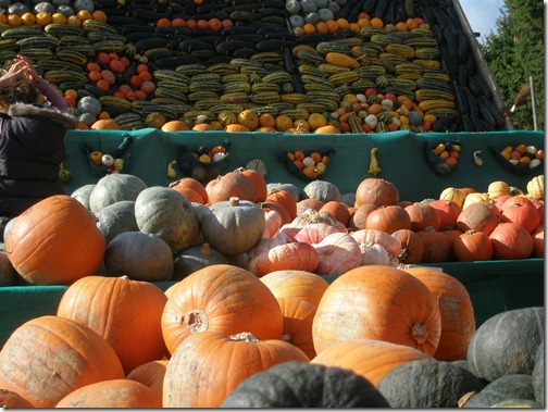 pumpkins 002