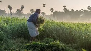 agriculture_states