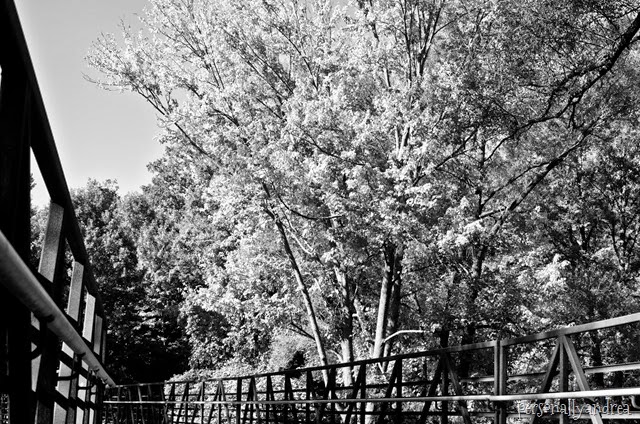 meadowvale black and white_006