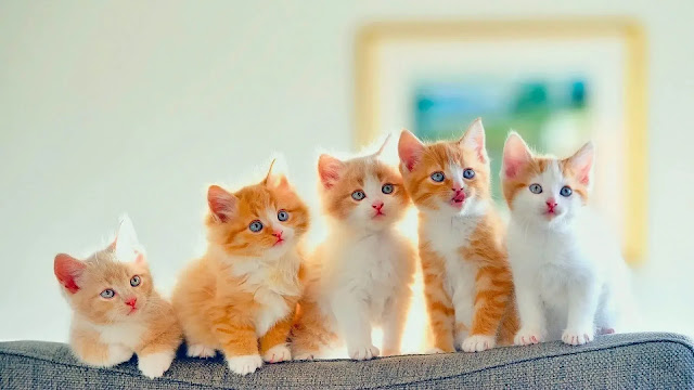 Kittens