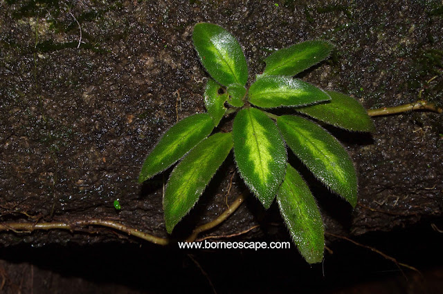 rainforest flowers