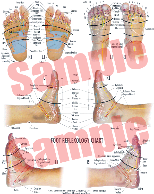  Purchase Reflexology Charts