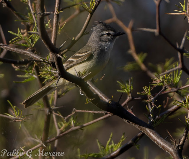 alt="piojito trinador,aves de Mendoza,Serpophaga"