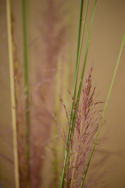 Muhlenbergia capilliaris "Regal Mist", small sunny garden, desert garden, pink muhly grass, flower arranging, monday vase meme