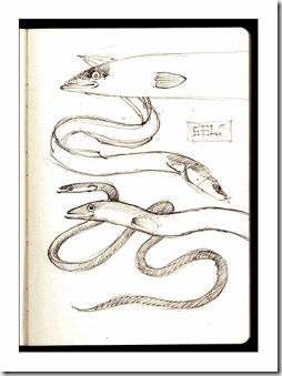 eels-1